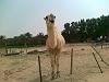 @@   @@