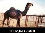 القيه التحدي