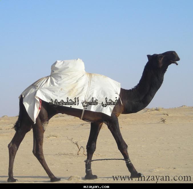 @@قعود جلمود@@