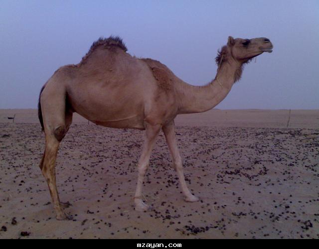قعود جاهز للتفحيم