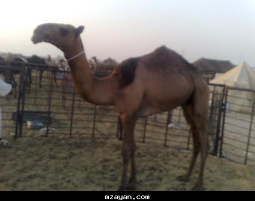 للبيع قعود أصفر حثلين