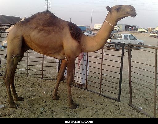 للبيع قعود أصفر حثلين
