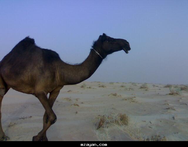 الحايل الطيبه للبيع