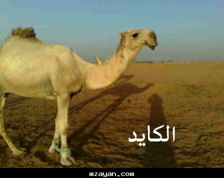 &&    