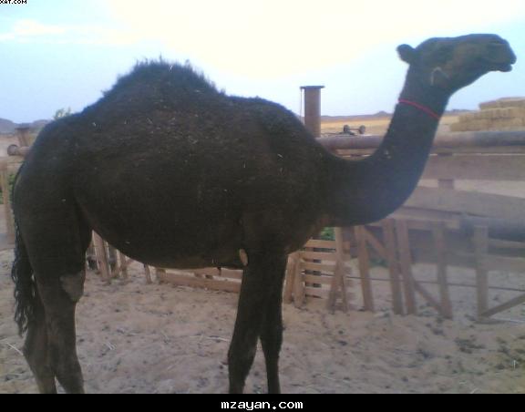 البكره منجوبه للبيع