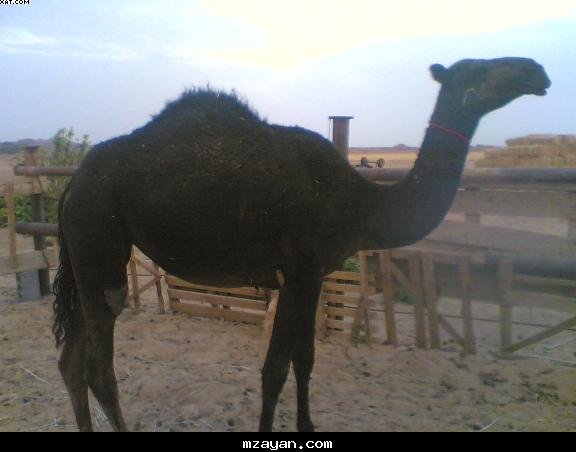 البكره منجوبه للبيع