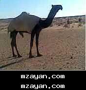 يلــي أدور بكــار مزاين وساس