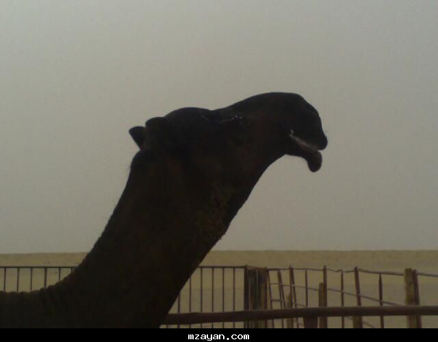 قعود مجهم وخصم