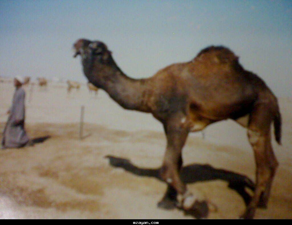 فــحــل مــجـــهـــــم هــل الـمـجــاهـــــيـــم ..!!@@