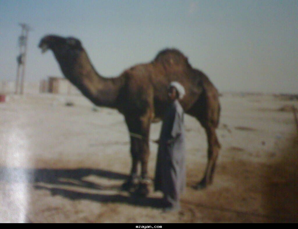 فــحــل مــجـــهـــــم هــل الـمـجــاهـــــيـــم ..!!@@
