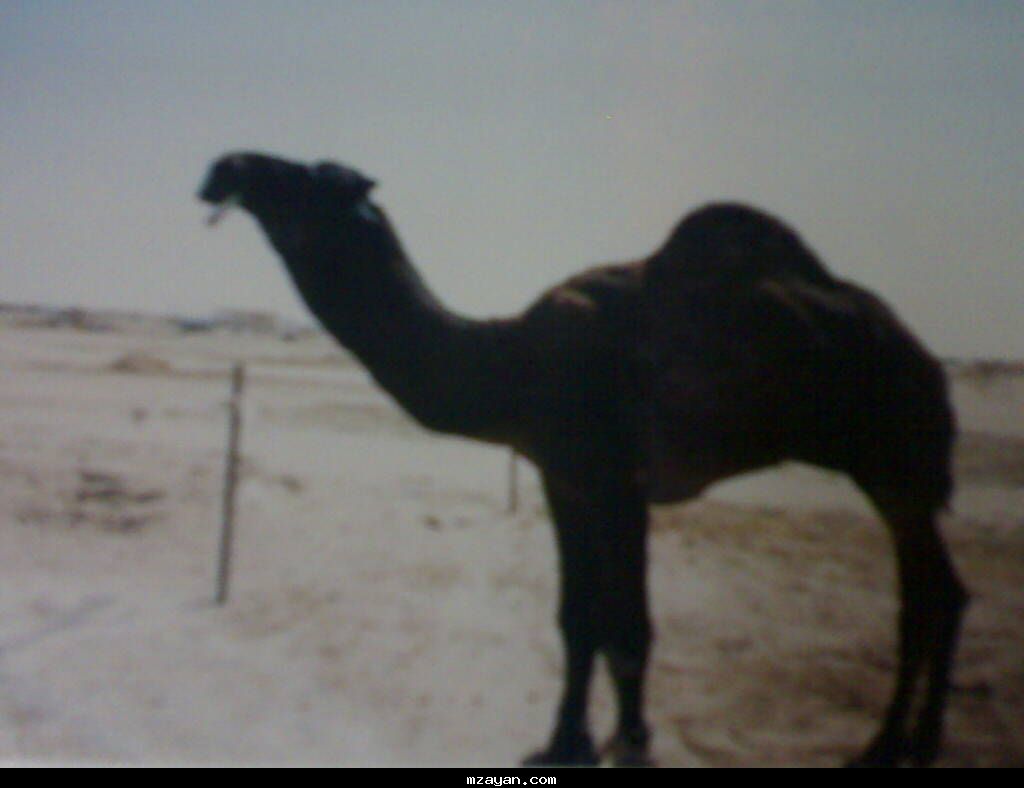 فــحــل مــجـــهـــــم هــل الـمـجــاهـــــيـــم ..!!@@