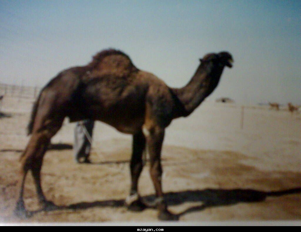 فــحــل مــجـــهـــــم هــل الـمـجــاهـــــيـــم ..!!@@