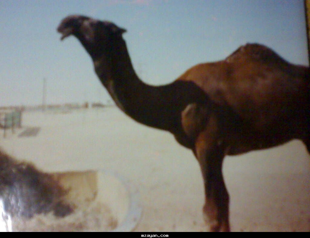 فــحــل مــجـــهـــــم هــل الـمـجــاهـــــيـــم ..!!@@