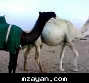   2006  ..@@